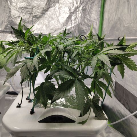 CBD Crack #2 growlog timeline photo