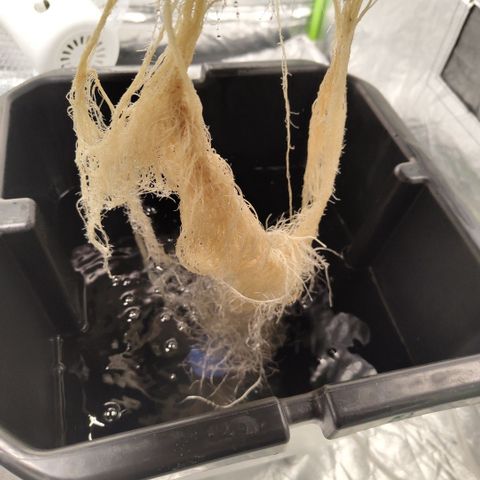 CBD Crack #2 growlog timeline photo