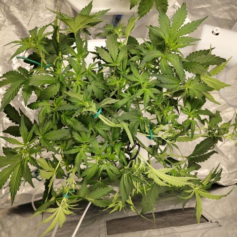 CBD Crack #2 growlog timeline photo
