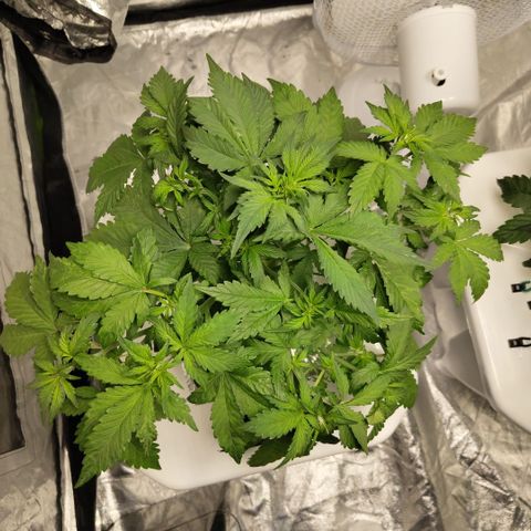 DarkDevil #2 growlog timeline photo