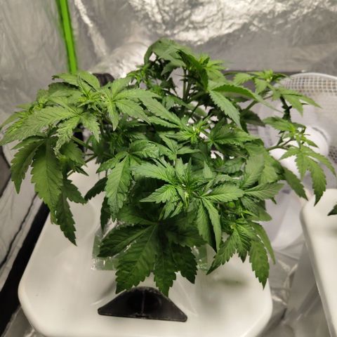 DarkDevil #2 growlog timeline photo