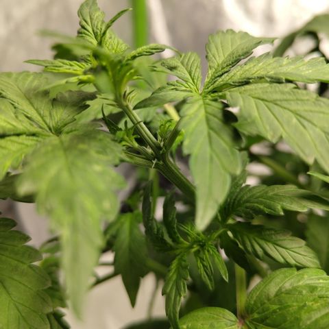 DarkDevil #2 growlog timeline photo