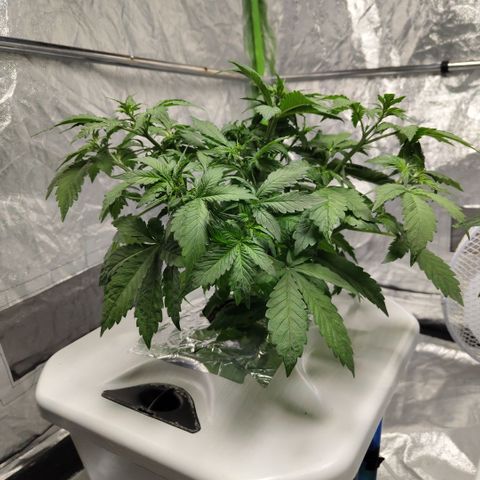 DarkDevil #2 growlog timeline photo