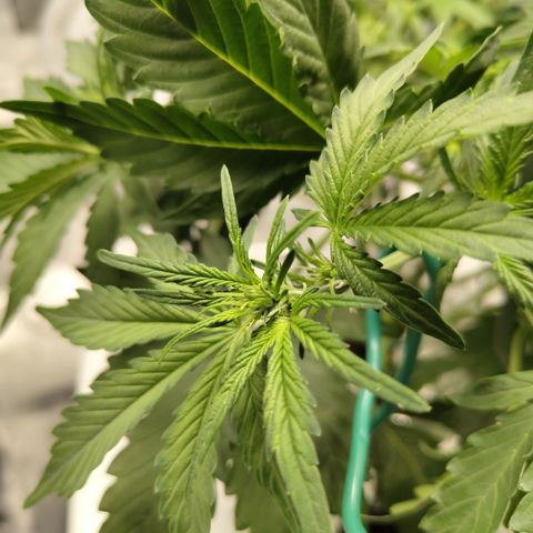 CBD Crack #2 growlog timeline photo