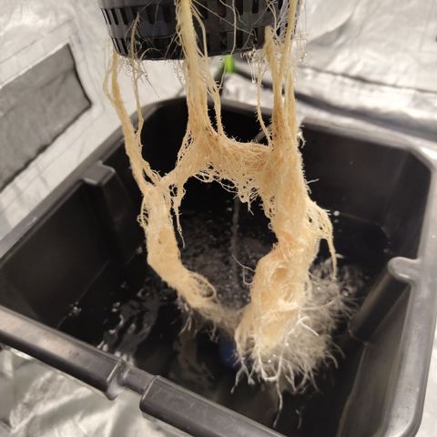 DarkDevil #2 growlog timeline photo
