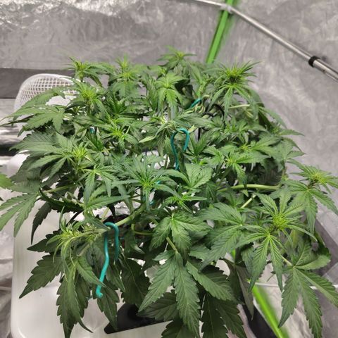 CBD Crack #2 growlog timeline photo