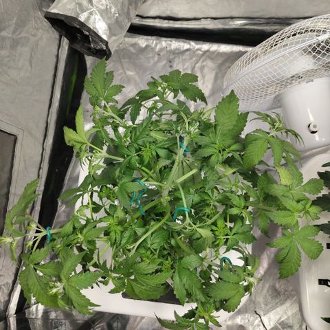 DarkDevil #2 growlog timeline photo
