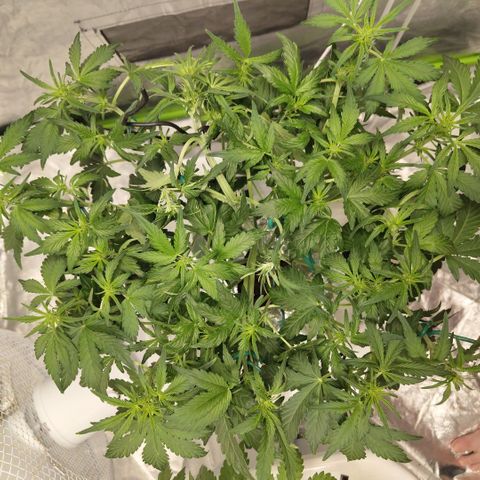 CBD Crack #2 growlog timeline photo