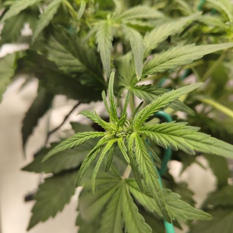 CBD Crack #2 growlog timeline photo