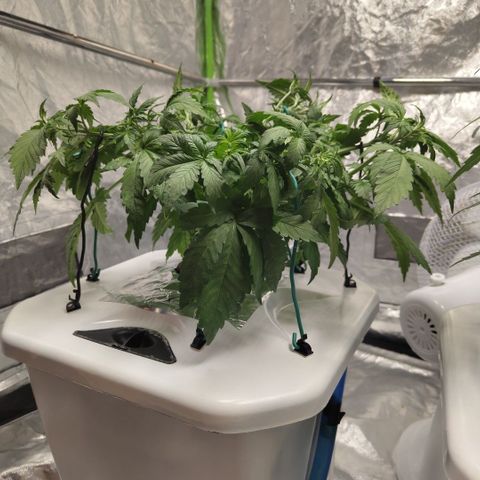 DarkDevil #2 growlog timeline photo