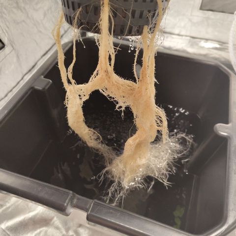 DarkDevil #2 growlog timeline photo