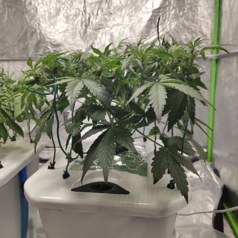 CBD Crack #2 growlog timeline photo