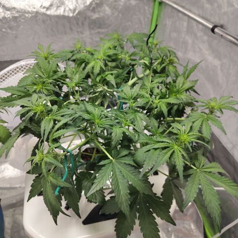 CBD Crack #2 growlog timeline photo