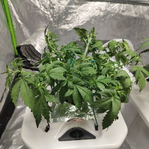 DarkDevil #2 growlog timeline photo