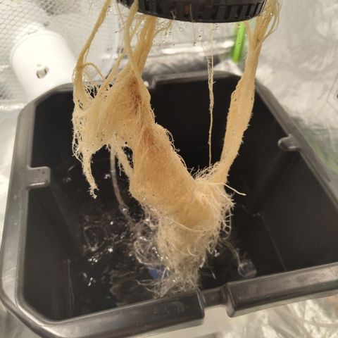 CBD Crack #2 growlog timeline photo