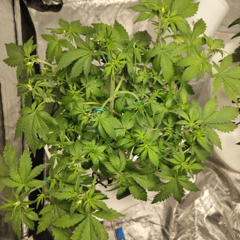 DarkDevil #2 growlog timeline photo