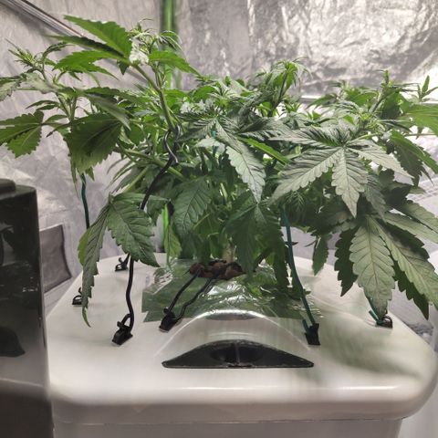 DarkDevil #2 growlog timeline photo