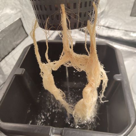 DarkDevil #2 growlog timeline photo