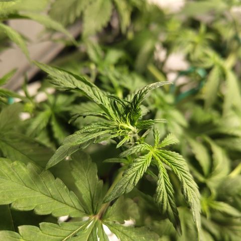DarkDevil #2 growlog timeline photo
