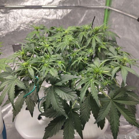CBD Crack #2 growlog timeline photo