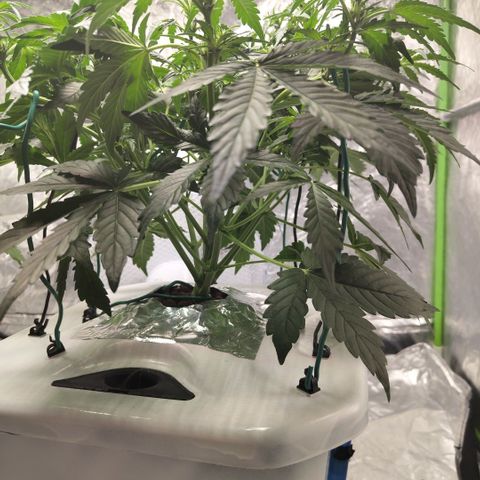 CBD Crack #2 growlog timeline photo