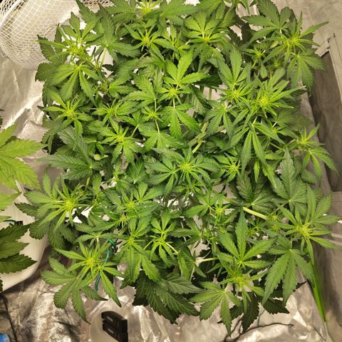CBD Crack #2 growlog timeline photo