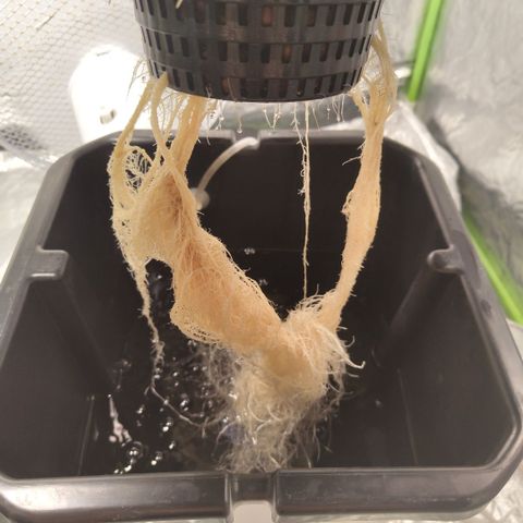 CBD Crack #2 growlog timeline photo