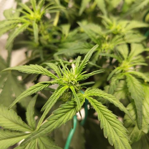 CBD Crack #2 growlog timeline photo