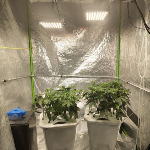 CBD Crack #2 growlog timeline photo