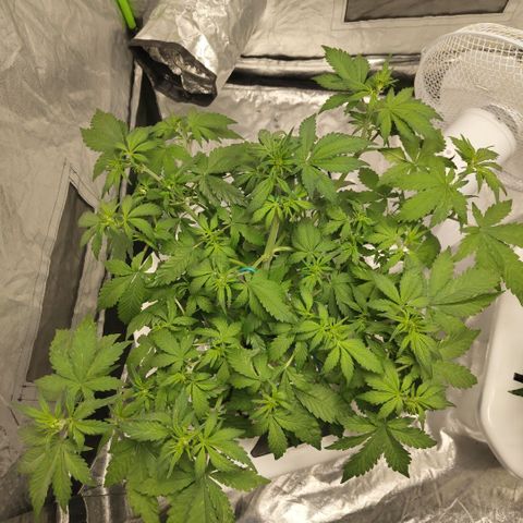 DarkDevil #2 growlog timeline photo