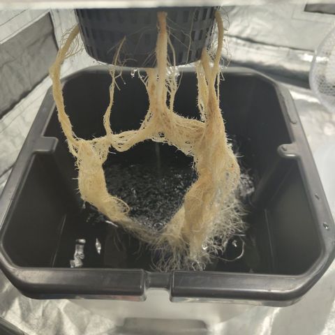 DarkDevil #2 growlog timeline photo