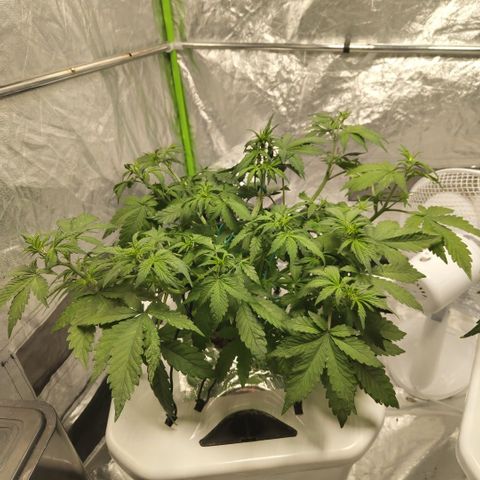 DarkDevil #2 growlog timeline photo