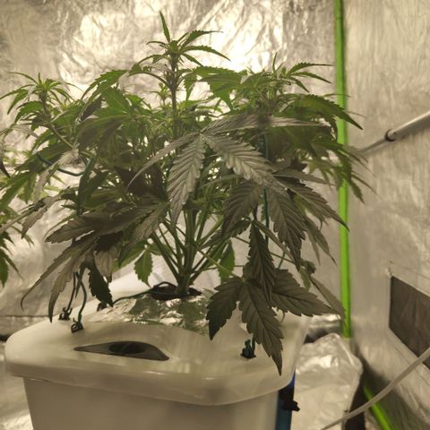 CBD Crack #2 growlog timeline photo