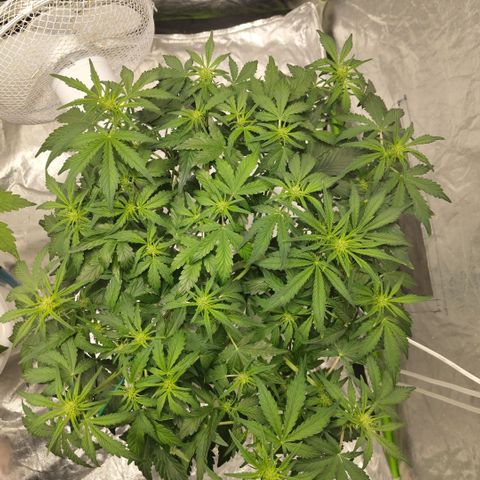CBD Crack #2 growlog timeline photo