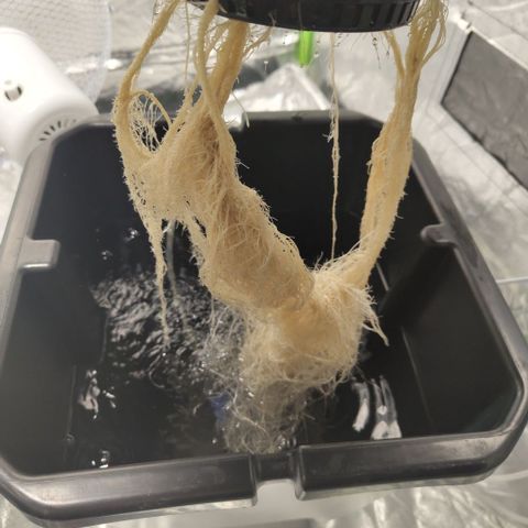 CBD Crack #2 growlog timeline photo