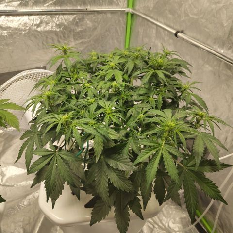 CBD Crack #2 growlog timeline photo