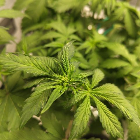 DarkDevil #2 growlog timeline photo