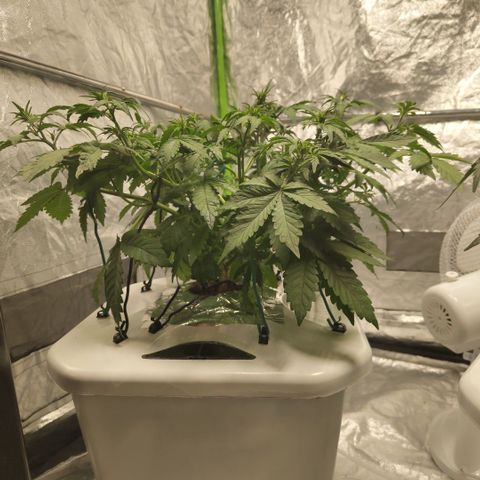 DarkDevil #2 growlog timeline photo