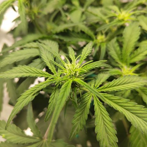 CBD Crack #2 growlog timeline photo