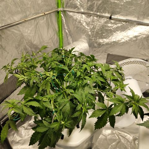 DarkDevil #2 growlog photo: After LST