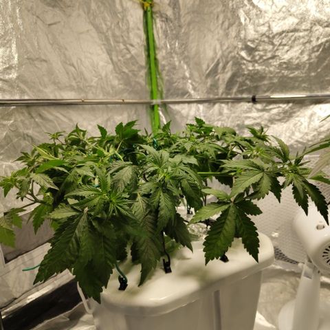 DarkDevil #2 growlog photo: After LST