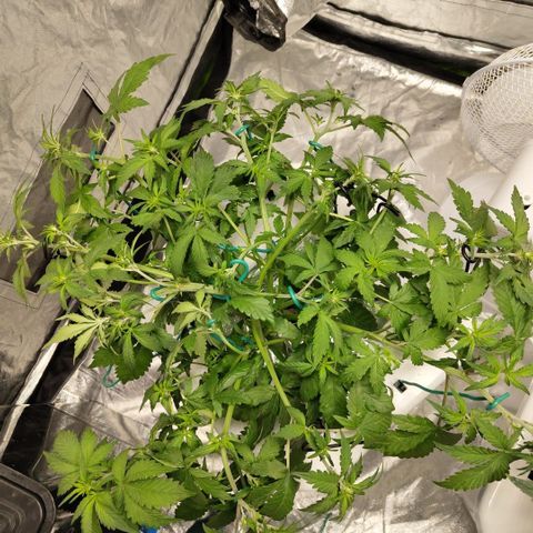 DarkDevil #2 growlog photo: After LST