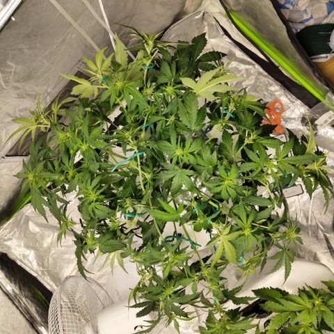 CBD Crack #2 growlog photo: After LST