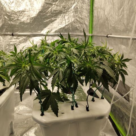 CBD Crack #2 growlog photo: After LST