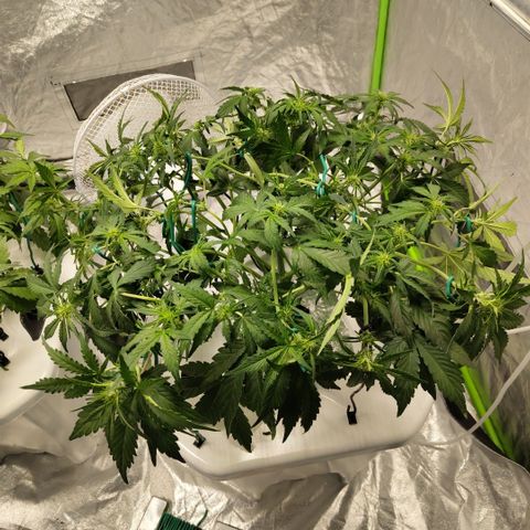CBD Crack #2 growlog photo: After LST