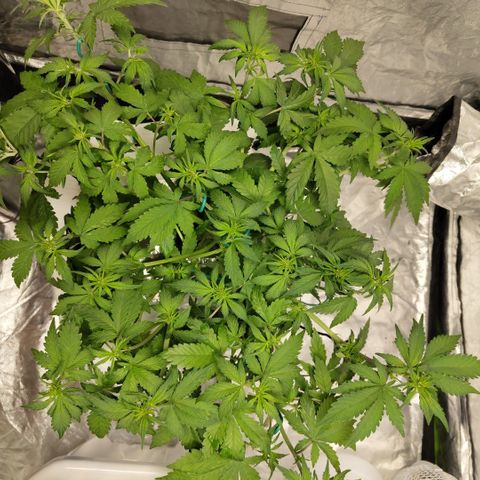 DarkDevil #2 growlog timeline photo