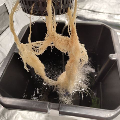 DarkDevil #2 growlog timeline photo