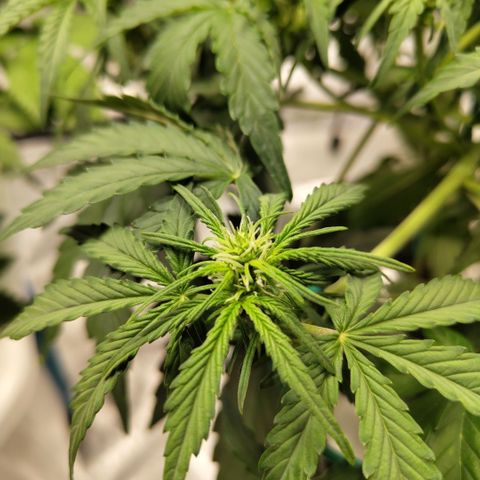 CBD Crack #2 growlog timeline photo
