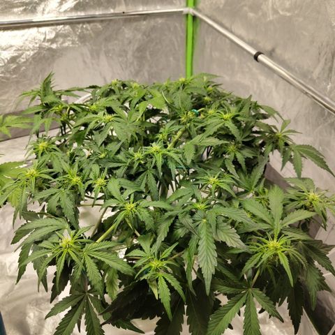 CBD Crack #2 growlog timeline photo