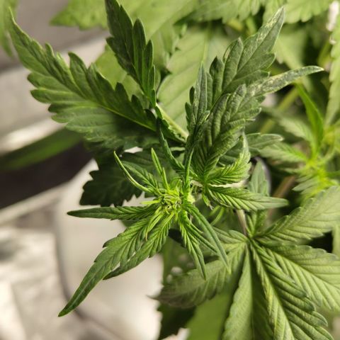 DarkDevil #2 growlog timeline photo